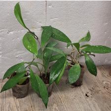 Хойя пубикаликс / Hoya PUBICALYX (S)