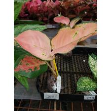 Aglaonema Ratana Roongroeng 87