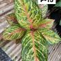 Aglaonema P-15 Miss- Thailand