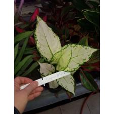 aglaonema super white. 12 cm pot