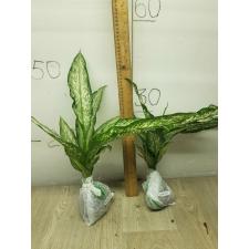 Dieffenbachia Udomsab A-130