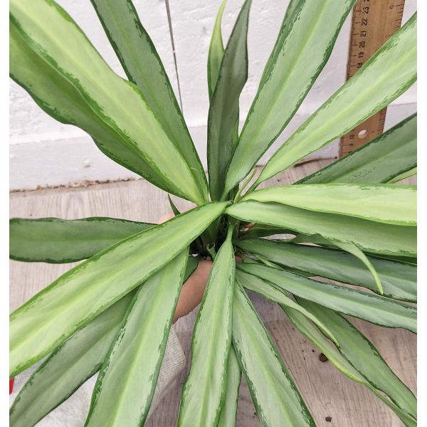 Аглаонема Нью ричер / Aglaonema New richer A-129