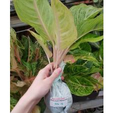 Aglaonema NEW18 Duang pa rich