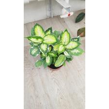 dieffenbachia cool beauty 12 cm pot