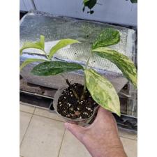 Zamioculcas zamiifolia variegated (big leaf)(yellow var) pot Д-2