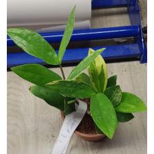 Zamioculcas zamifolia short leaf 6 по 2500р