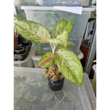 Aglaonema sp 264 - 600р