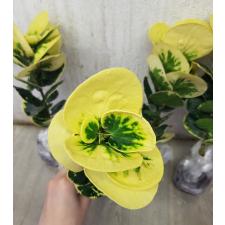 Codiaeum B-10 Golden rose