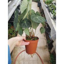 Anthurium Clarinervium P15