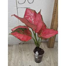 Аглаонема Супер Розовая / Aglaonema Super Pink A-41