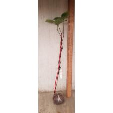 Clerodendrum splendens 'Pure Red' 63