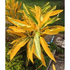 Codiaeum Mortii 288