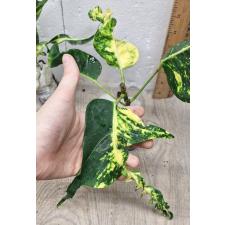 Codiaeum A68 Pin gaew Уценка