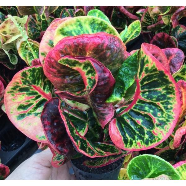 Кодиеум Петч Панг Нга / Codiaeum Petch Pang Nga 180