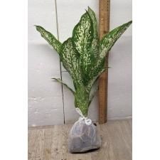 Dieffenbachia Udomsab