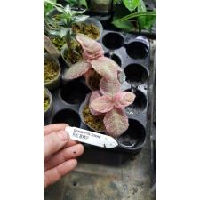 Episcia 'Pink Smoke' pot