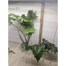 Philodendron Shangri La