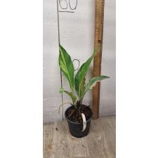 Anthurium variegated sp 3