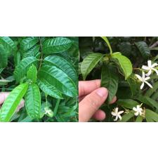 Аганосма маргината №2 (восковой лист) / Aganosma marginata No.2 (wax leaf).