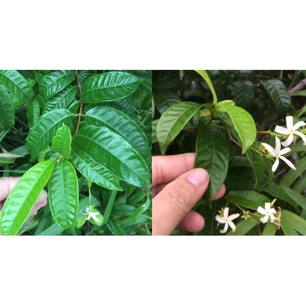 Аганосма маргината №2 (восковой лист) / Aganosma marginata No.2 (wax leaf).