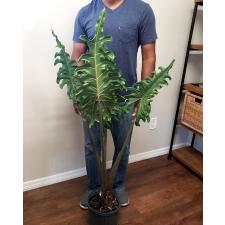 Alocasia portei