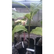 Gardenia sootepensis (seedling)
