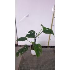 monstera minima
