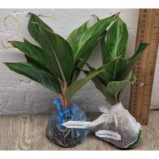 Аглаонема в тонкую зеленую полоску, пестрая. / Aglaonema Fine green line variegated A-136