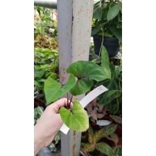 Caladium 25