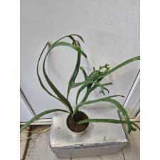 Pyrrosia longifolia ‘Crestata M 