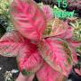 Aglaonema T5 Sombat Som