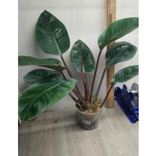 Philodendron red beauty pot