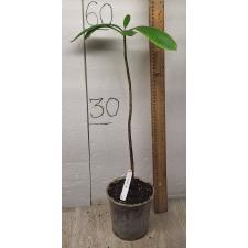 Dillenia indica (green leaf) 70