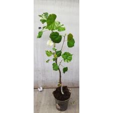 Hibiscus tiliaceus variegated Tricolor 136/1 по 2200р