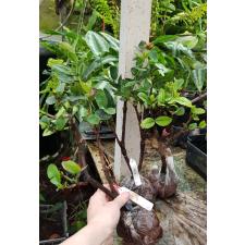 Ixora Bangkok Bicolor (orange and yellow 126/1