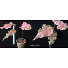 Caladium Hok Long. pot