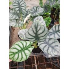 Alocasia Silver Dragon 11 pot