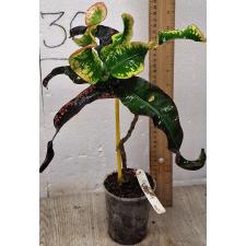 Кодиеум сп. Нанг Мутси / Codiaeum sp Nang Mutsee