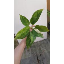 Aglaonema 'Siam Jade' 10 по 4500р