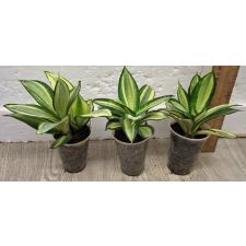 Сансевиерия Голден Хании / Sansevieria golden Hahnii