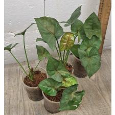 Syngonium sp Plum Allusion