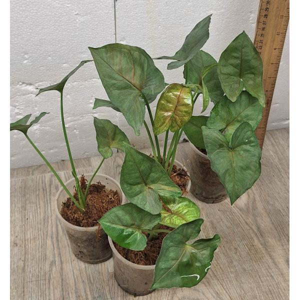 Syngonium sp Plum Allusion