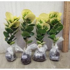 Codiaeum B-10 Golden rose