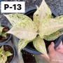 Aglaonema P-13 Lakchaiwhite