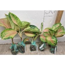 Аглаонема ЛукБей Розовая. / Aglaonema LukBay Pink A-22