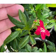 Ravenia spectabilis (red flower) 239