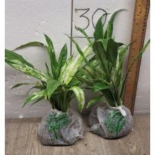 Spathiphyllum 'Angel Baby' variegated