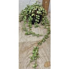 Дисхидия нуммуляриоидес вариегатная Пеббл Бич / Dischidia nummularioides variegata 'Pebble Beach' (L)