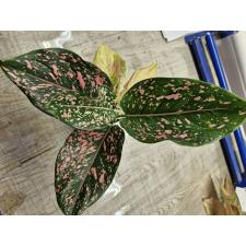 Aglaonema BA-1 Rub gold 900р