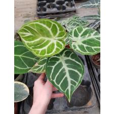 anthurium crystallinum silver blush 12 cm pot